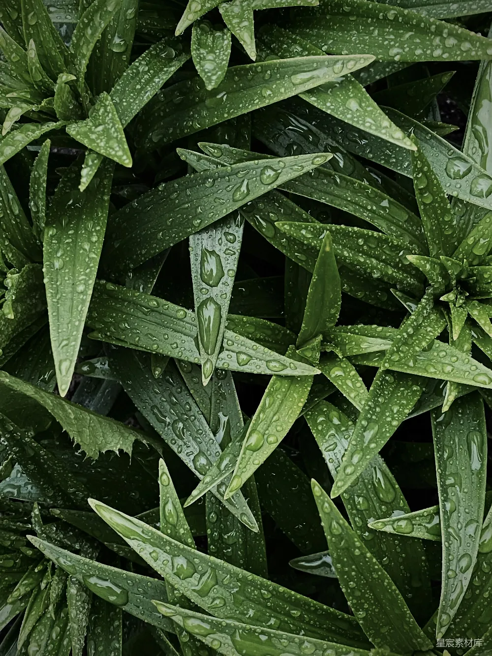 高清摄影 自然 清新 雨滴 绿色 植物 雨后青草