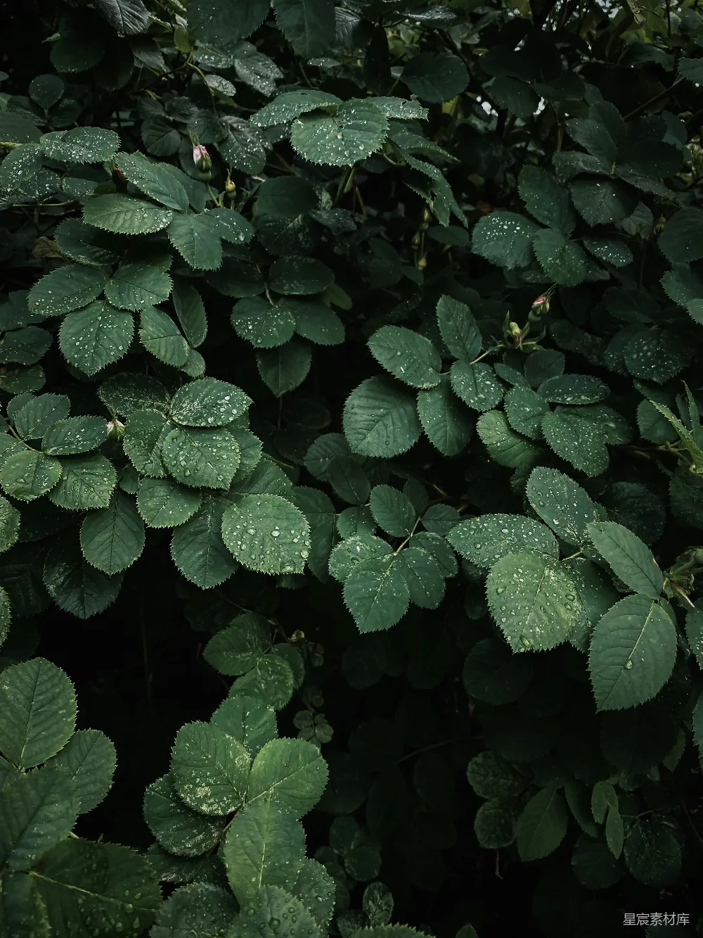 高清摄影 自然 清新 植物 雨滴 叶子 雨后绿叶