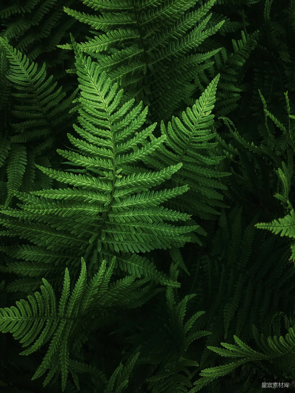 高清摄影 蕨类植物 自然 绿色 植物纹理 生态 翠绿的蕨类植物