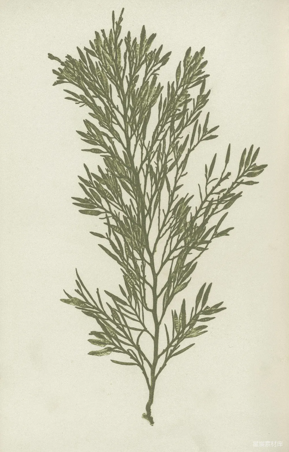 高清摄影 蕨类植物 素描 植物插图 自然 科学 蕨类植物的素描插图