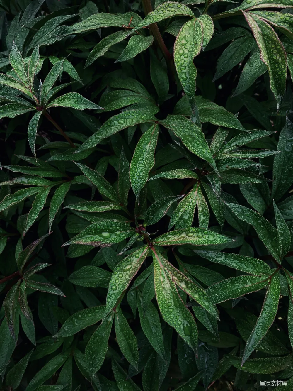 高清摄影 自然 清新 植物 雨滴 绿色 雨后绿叶