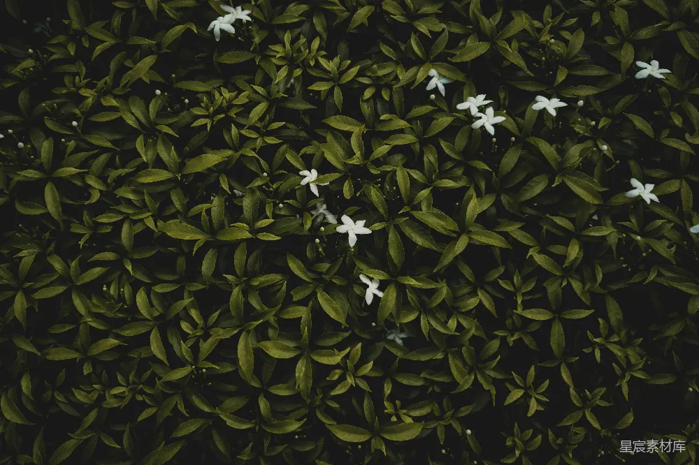 高清摄影 花朵 自然 清新 背景 植物 绿意盎然的白色花朵
