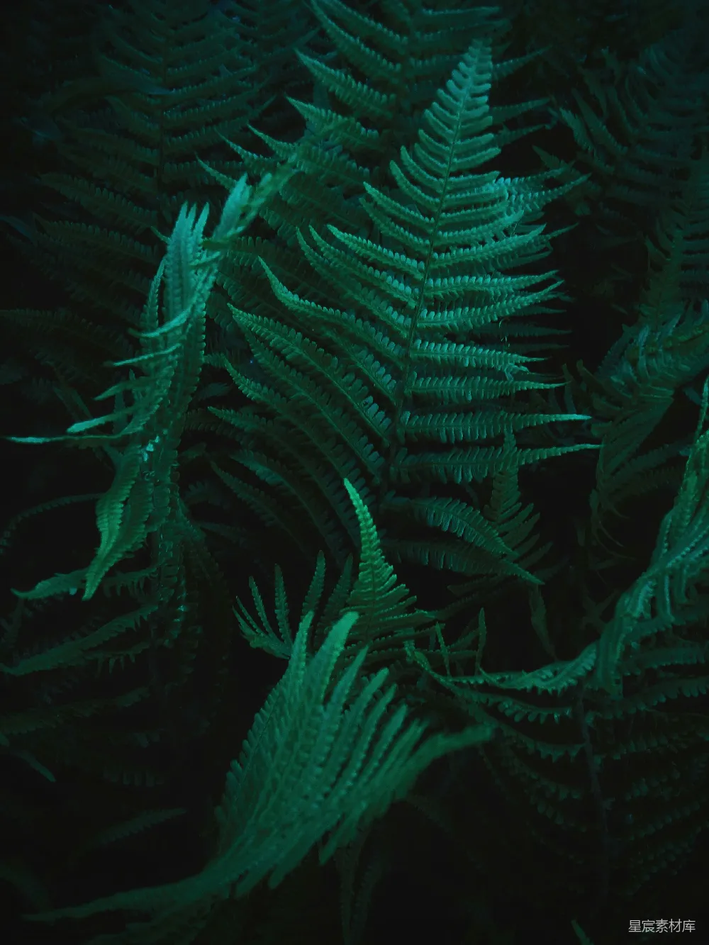 高清摄影 蕨类植物 自然 暗色调 纹理 自然摄影 幽暗中的蕨类植物