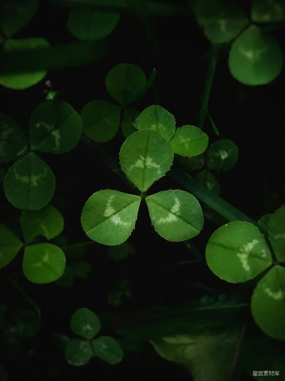 这张图片展示了四叶草的特写，背景是深色的，突显了四叶草的绿色和独特的四叶形态。四叶草象征着幸运和希望，常用于装饰和礼物，表达祝福。这张图片适合用于自然主题的背景或作为幸运和希望的象征。