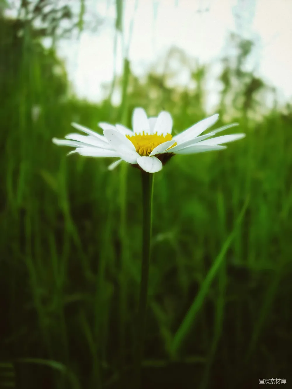 高清摄影 雏菊 田野 自然 风景 清新 田野中的小雏菊