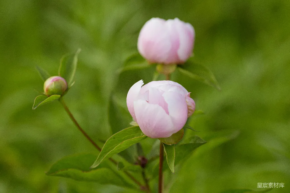 高清摄影 牡丹花 花蕾 自然美 春季 花卉 粉红牡丹花蕾绽放