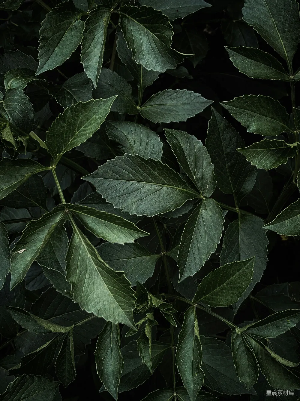 这张图片展示了深绿色植物的叶子特写。叶子边缘有锯齿状的特征，叶脉清晰可见，背景模糊，突出了叶子的细节。这种图片适合用于自然、植物学相关的主题，或者作为壁纸和背景使用。