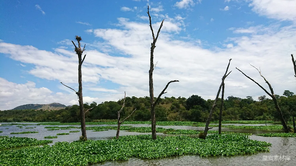 高清摄影 湿地 自然风光 枯树 宁静 湖泊 枯木静谧的湿地风光