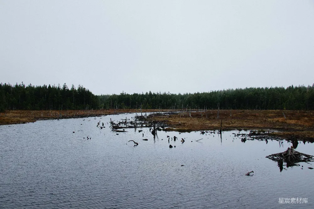 高清摄影 沼泽 自然 宁静 森林 湿地 静谧沼泽