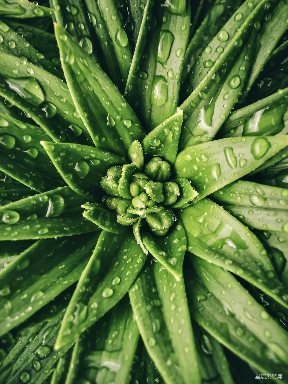 高清摄影 植物 雨滴 清新 自然 绿色 雨后植物的清新之美