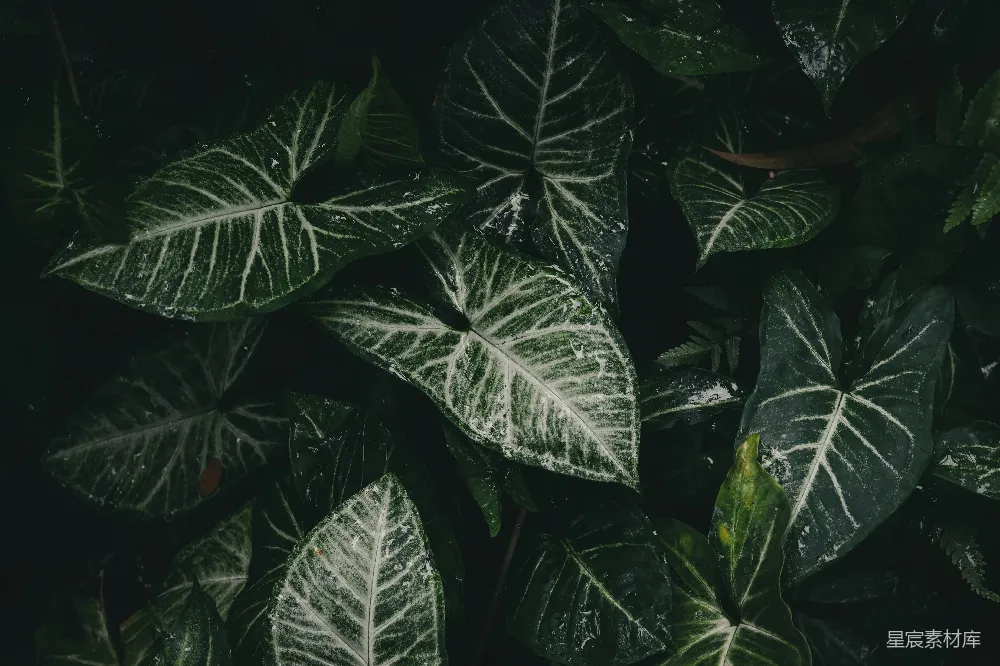 高清摄影 绿色植物 自然风格 清新 自然背景 植物纹理 绿色植物的自然美感