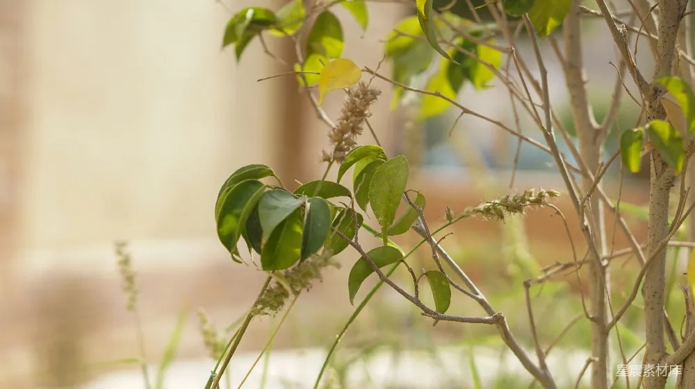 高清摄影 自然 植物 春季 宁静 户外 绿意盎然的树枝特写