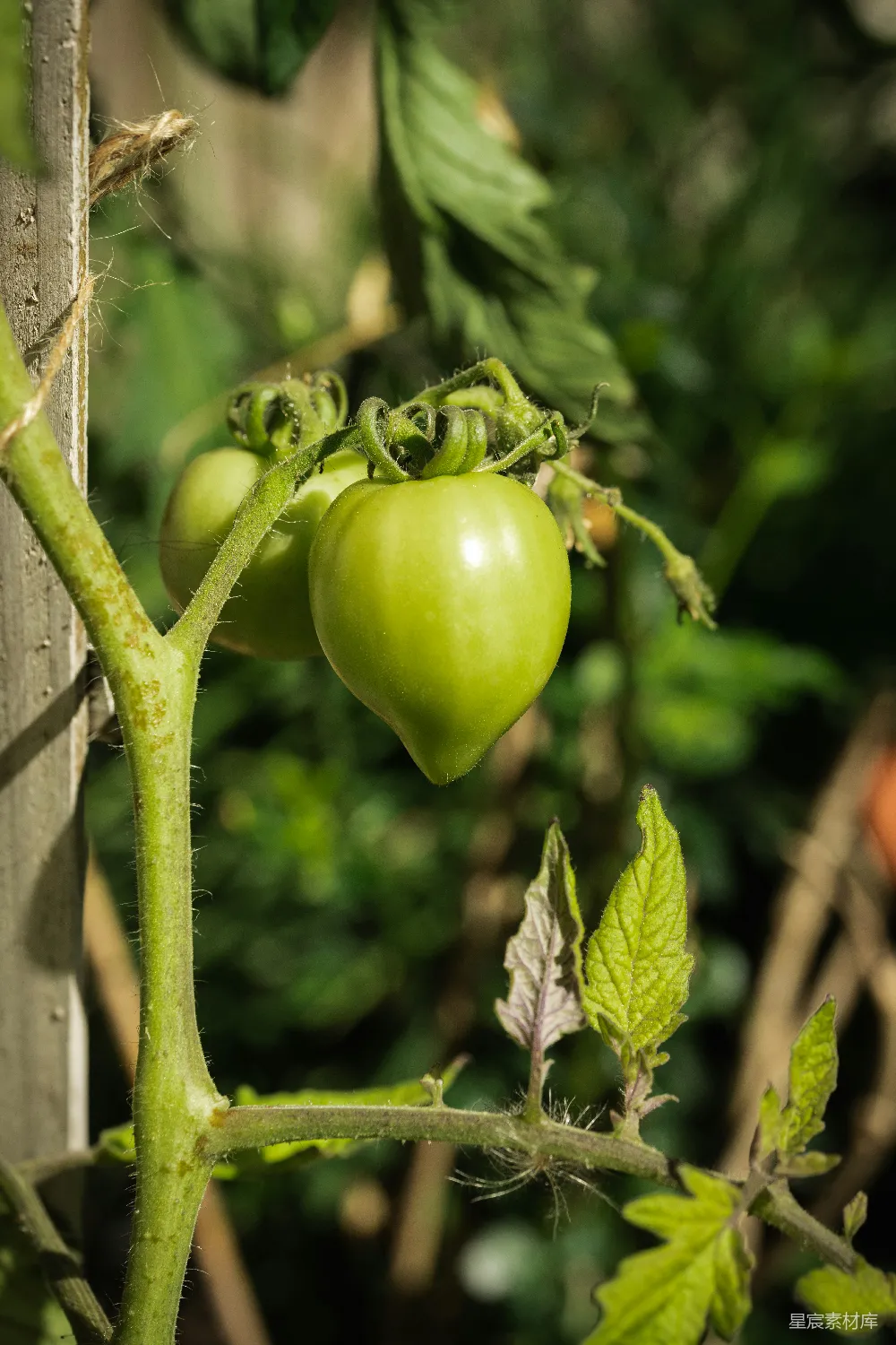 高清摄影 番茄 花园 自然 蔬菜 生长 初夏的绿色番茄