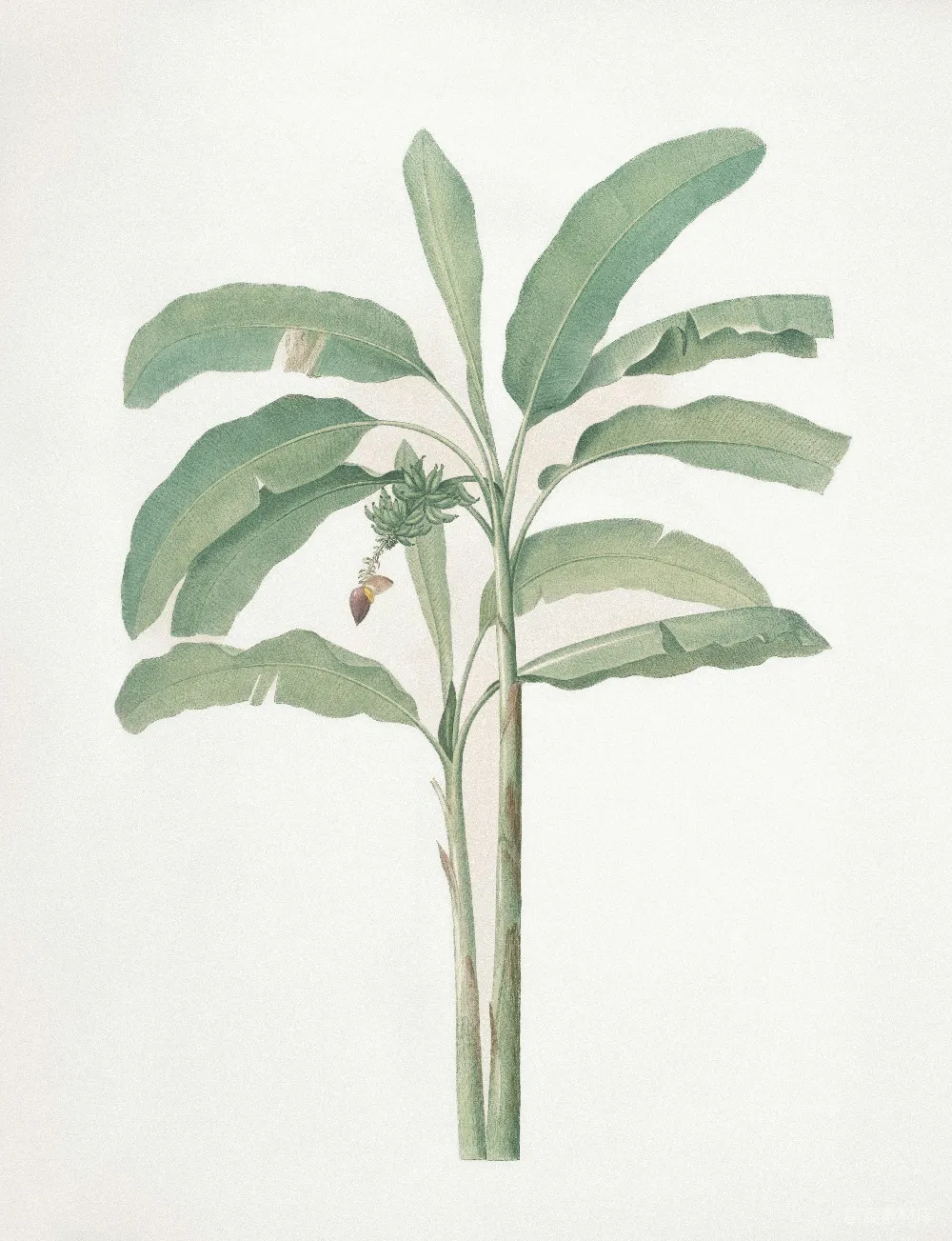 高清摄影 植物插图 热带植物 手绘 自然 教育 热带植物手绘插图