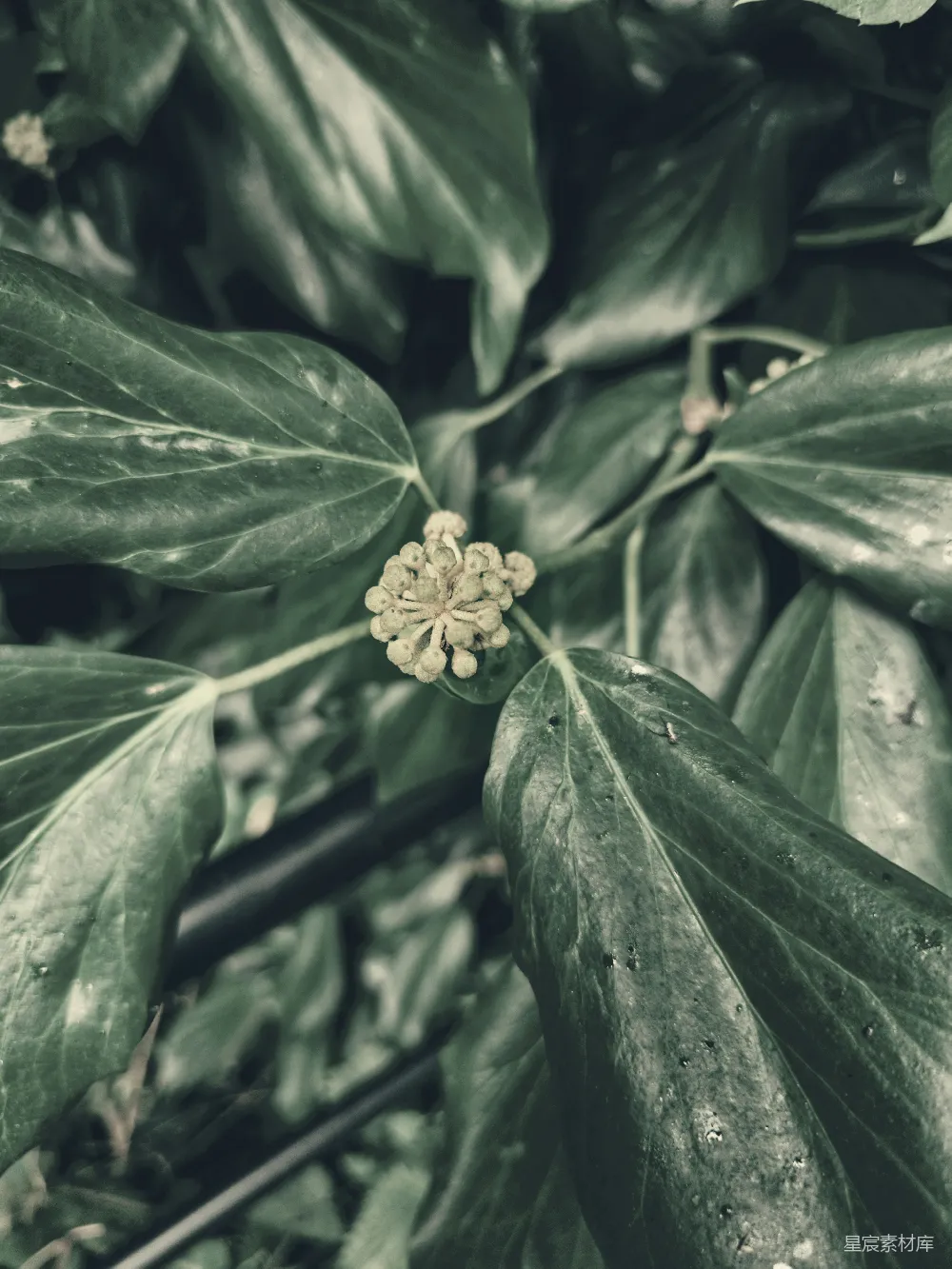 高清摄影 自然 植物 绿色 特写 生机 生机勃勃的植物特写