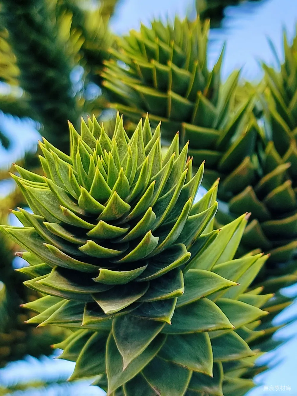 高清摄影 植物 自然 螺旋结构 绿色 生态 螺旋松叶的自然之美