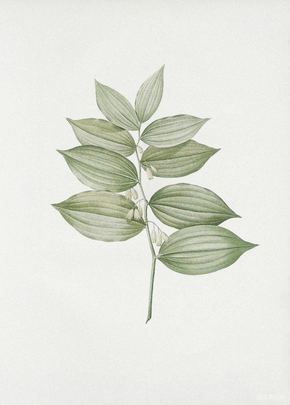 高清摄影 植物插图 玉竹 自然风 科学教育 植物学 玉竹植物插图