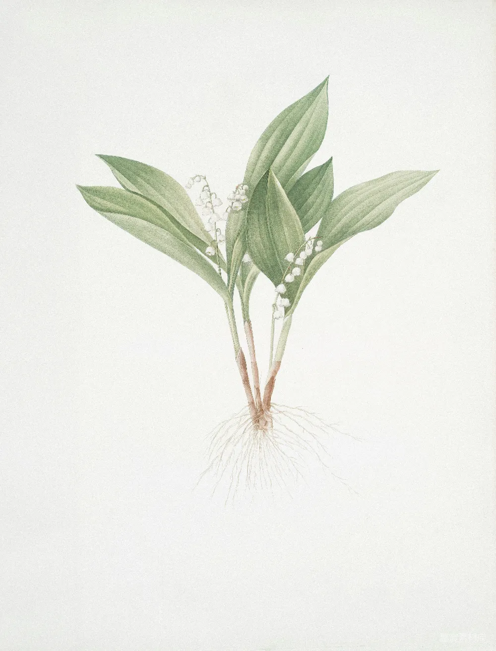 高清摄影 铃兰 植物插图 自然 艺术 花卉 铃兰植物插图