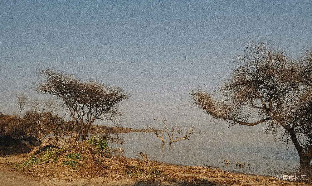 高清摄影 自然景观 荒凉 湖泊 树木 宁静 枯树下的宁静湖景