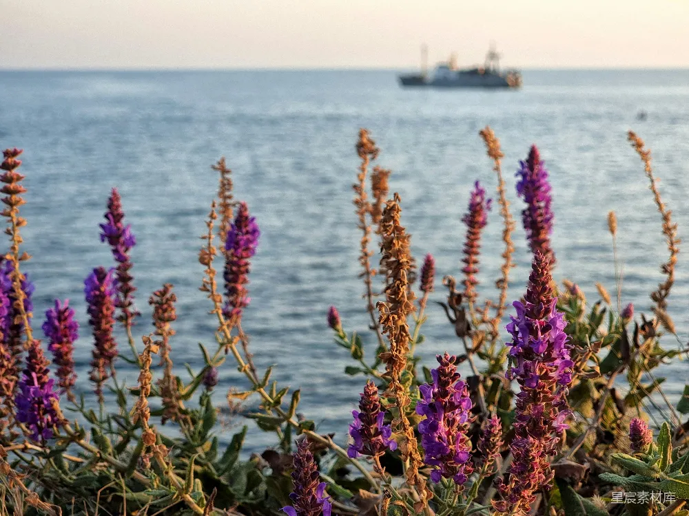 高清摄影 紫色花朵 海岸 自然景观 宁静 海洋 海岸边的紫色花朵与远处的船