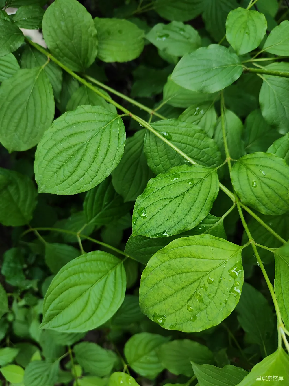 高清摄影 绿叶 清新 自然 雨后 植物 雨后清新绿叶