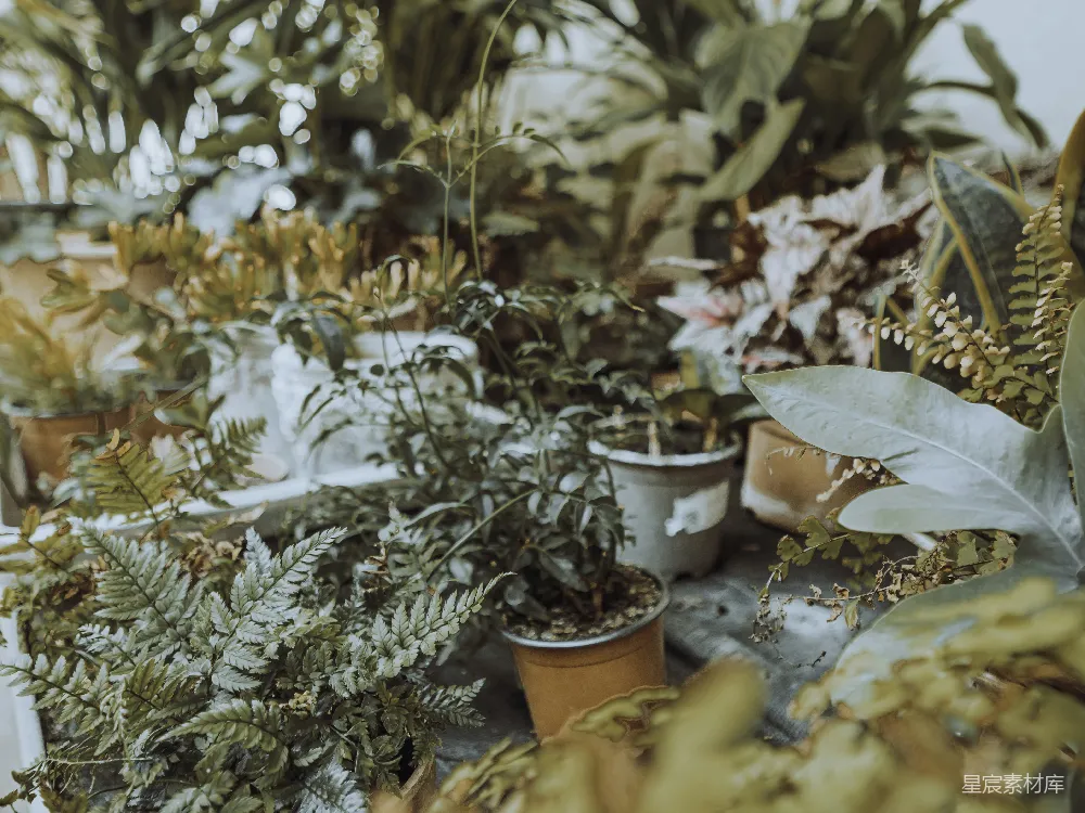 高清摄影 植物 室内 自然 绿植 清新 绿意盎然的室内植物