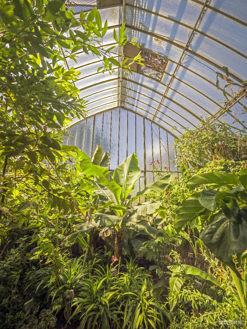 高清摄影 温室 热带植物 自然 绿色 生态 温室里的热带植物