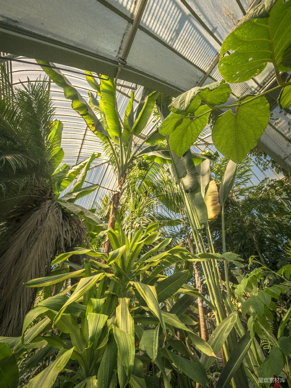 高清摄影 热带植物 温室 自然 植物园 生态 温室中的热带植物