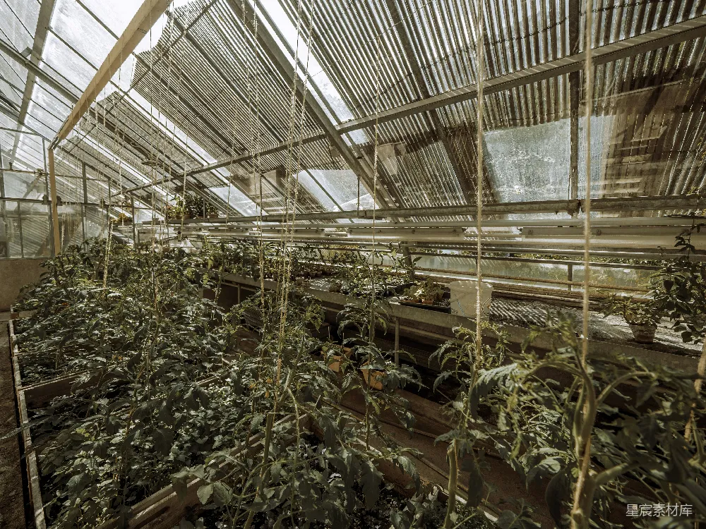 高清摄影 温室 植物 农业 自然 生态环境 温室中的绿意盎然