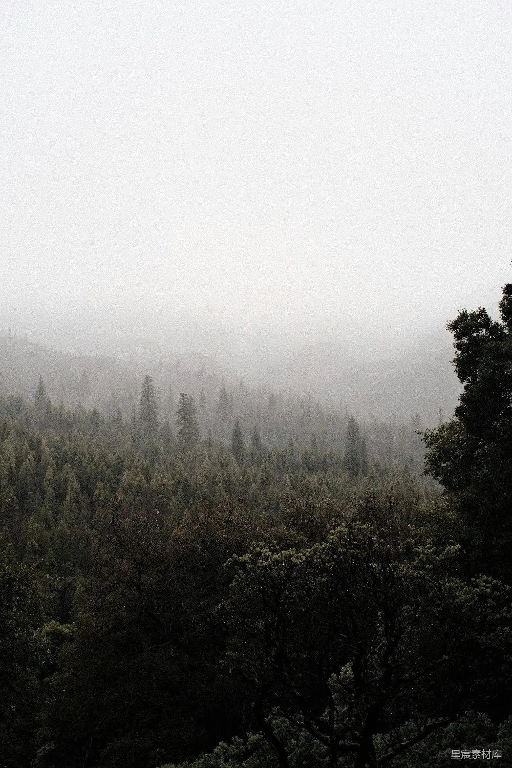 高清摄影 森林 雾 自然 宁静 风景 雾中的森林