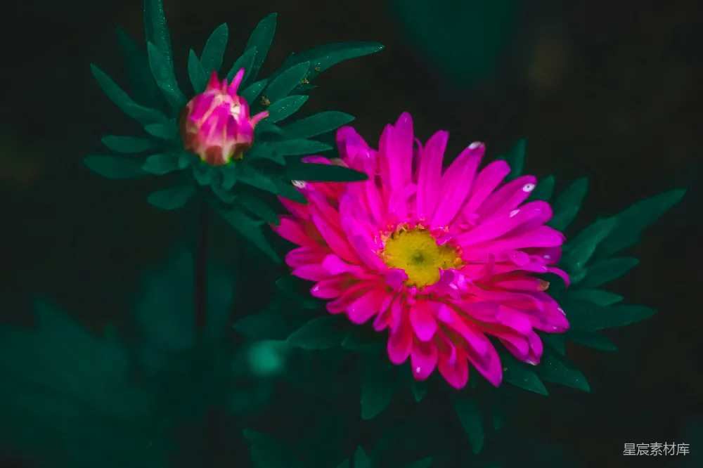 高清摄影 花卉 夜间 自然 美丽 摄影 粉红色的菊花在夜间绽放