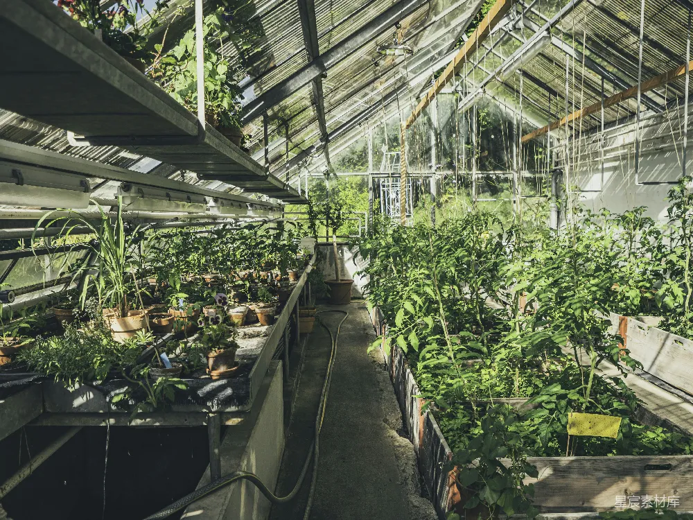 高清摄影 温室 植物 自然 户外 园艺 温室中的绿色奇迹