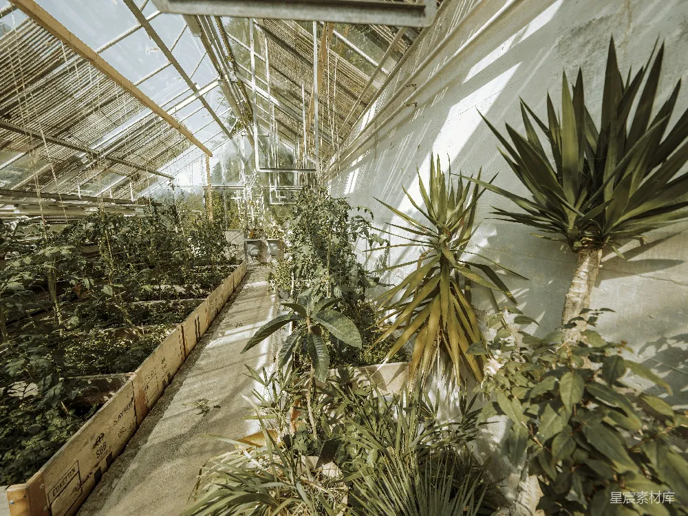 高清摄影 温室 植物 自然 阳光 生态 温室里的阳光与植物