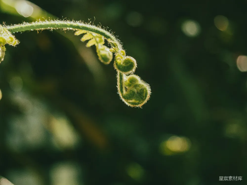 高清摄影 蕨类植物 晨露 自然 植物特写 微距摄影 晨露中的蕨类植物嫩芽