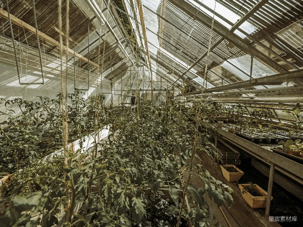 高清摄影 温室 植物园 园艺 农业 自然 温室中的植物园