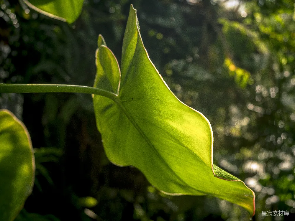 高清摄影 自然 植物 阳光 清新 户外 阳光下的绿叶