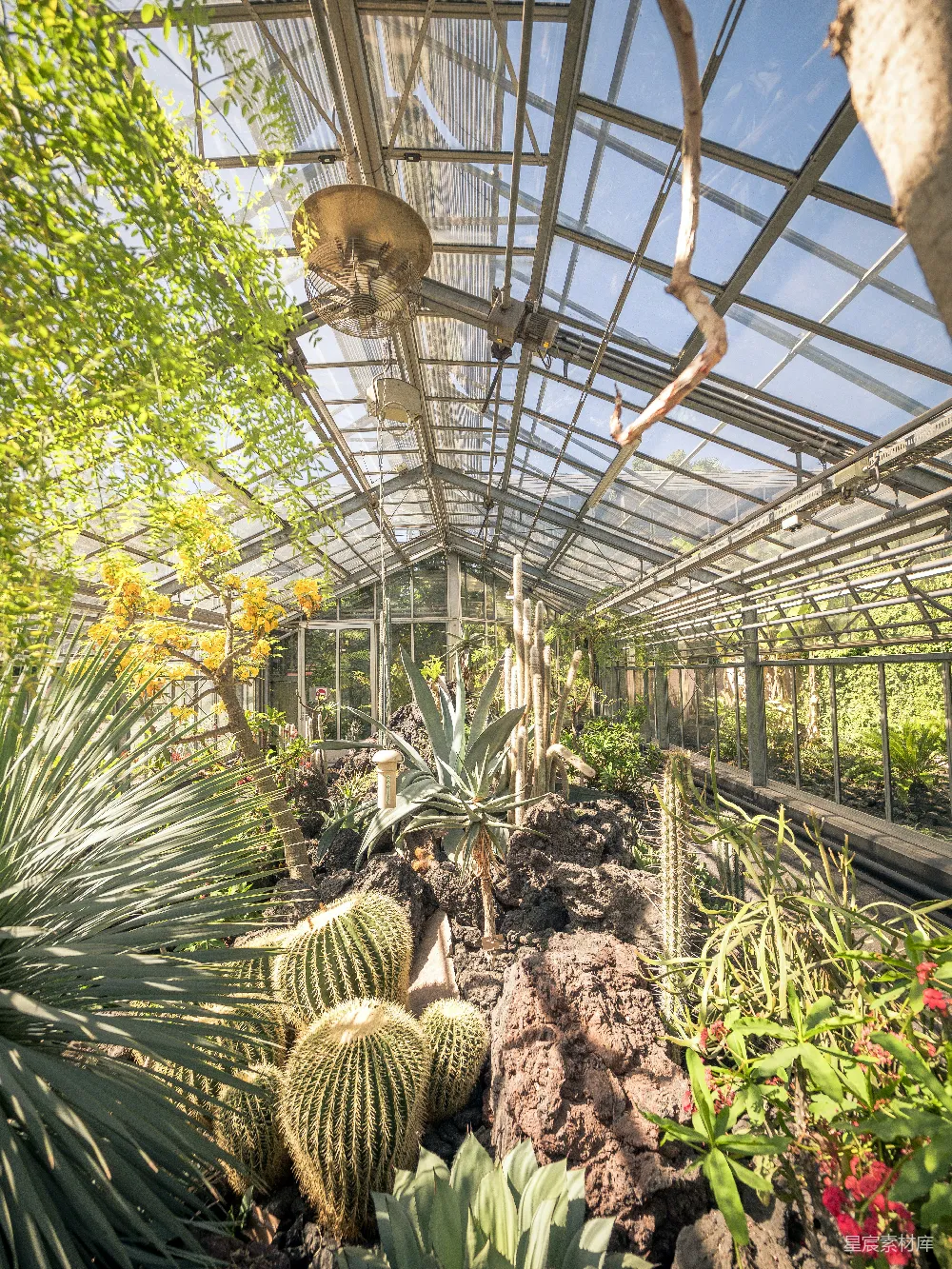 高清摄影 温室 植物 自然 生态 植物园 温室里的植物世界