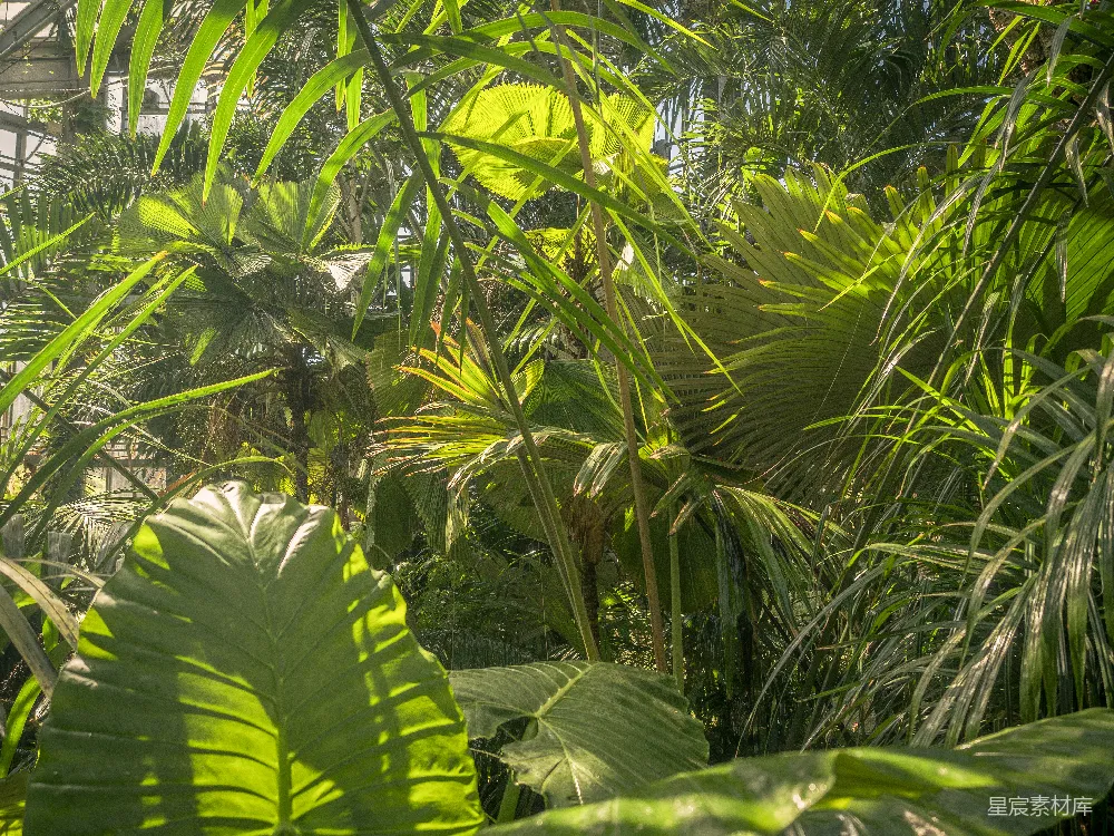 高清摄影 热带植物 绿色植物 自然风光 阳光照射 植物园 热带植物园的光影