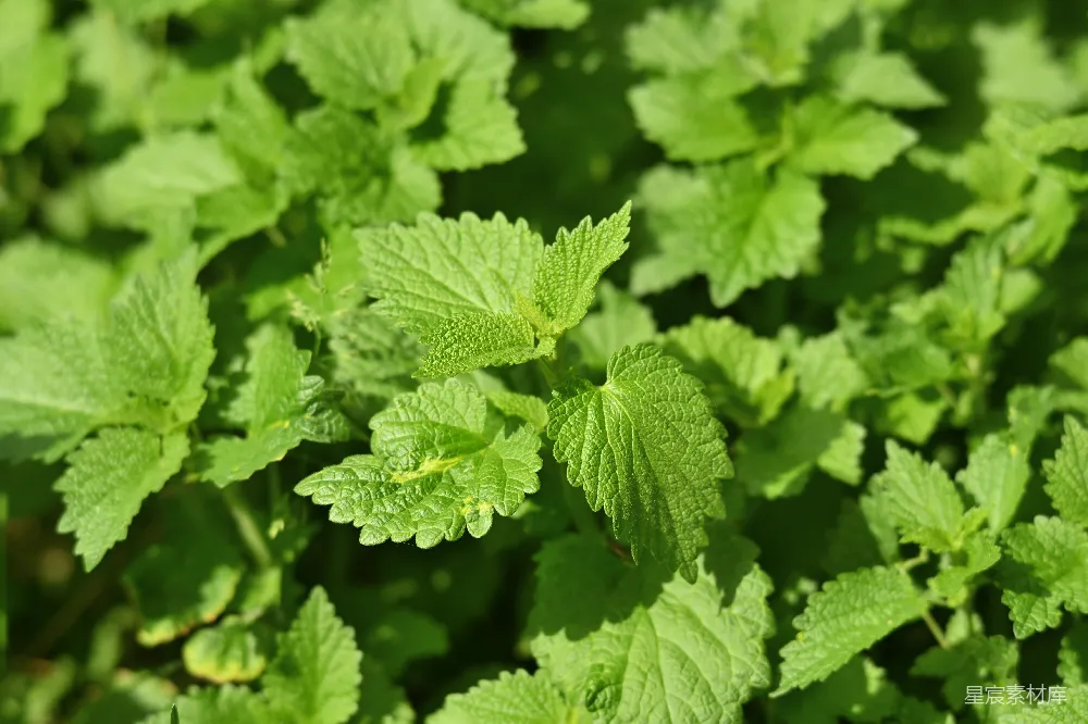 高清摄影 薄荷 绿色 自然 植物 清新 阳光下的新鲜薄荷叶