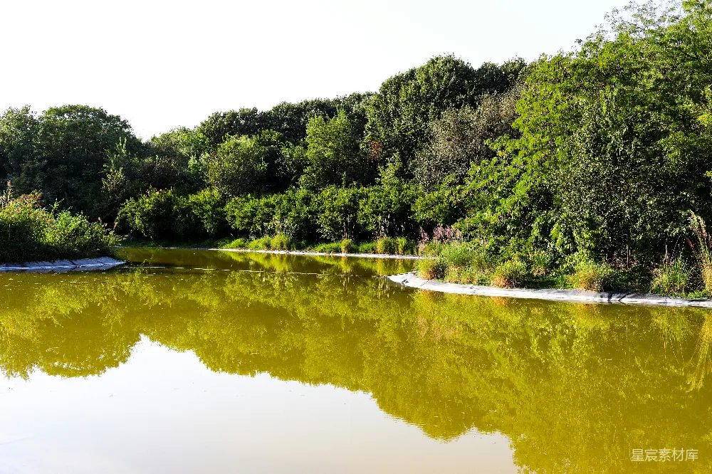 高清摄影 自然风光 宁静 生态 湖畔 森林 宁静的湖畔森林