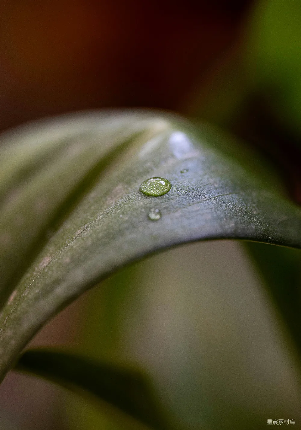 高清摄影 植物 露珠 自然 细节 清新 露珠点缀的绿叶