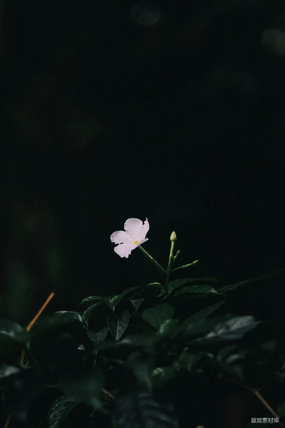 高清摄影 自然 植物 花 夜晚 静谧 夜色中的孤花