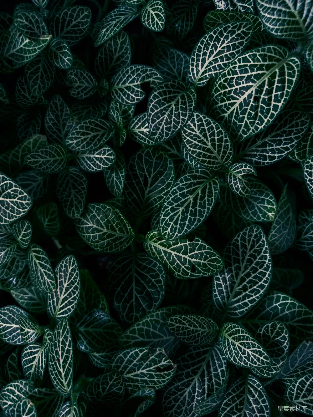 高清摄影 植物 纹理 自然 细节 背景 斑驳植物纹理