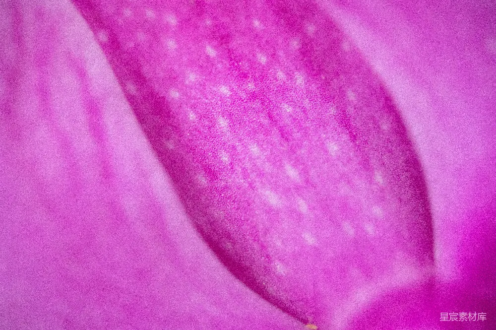 高清摄影 紫色 花瓣 特写 自然 细腻 紫色的花瓣特写