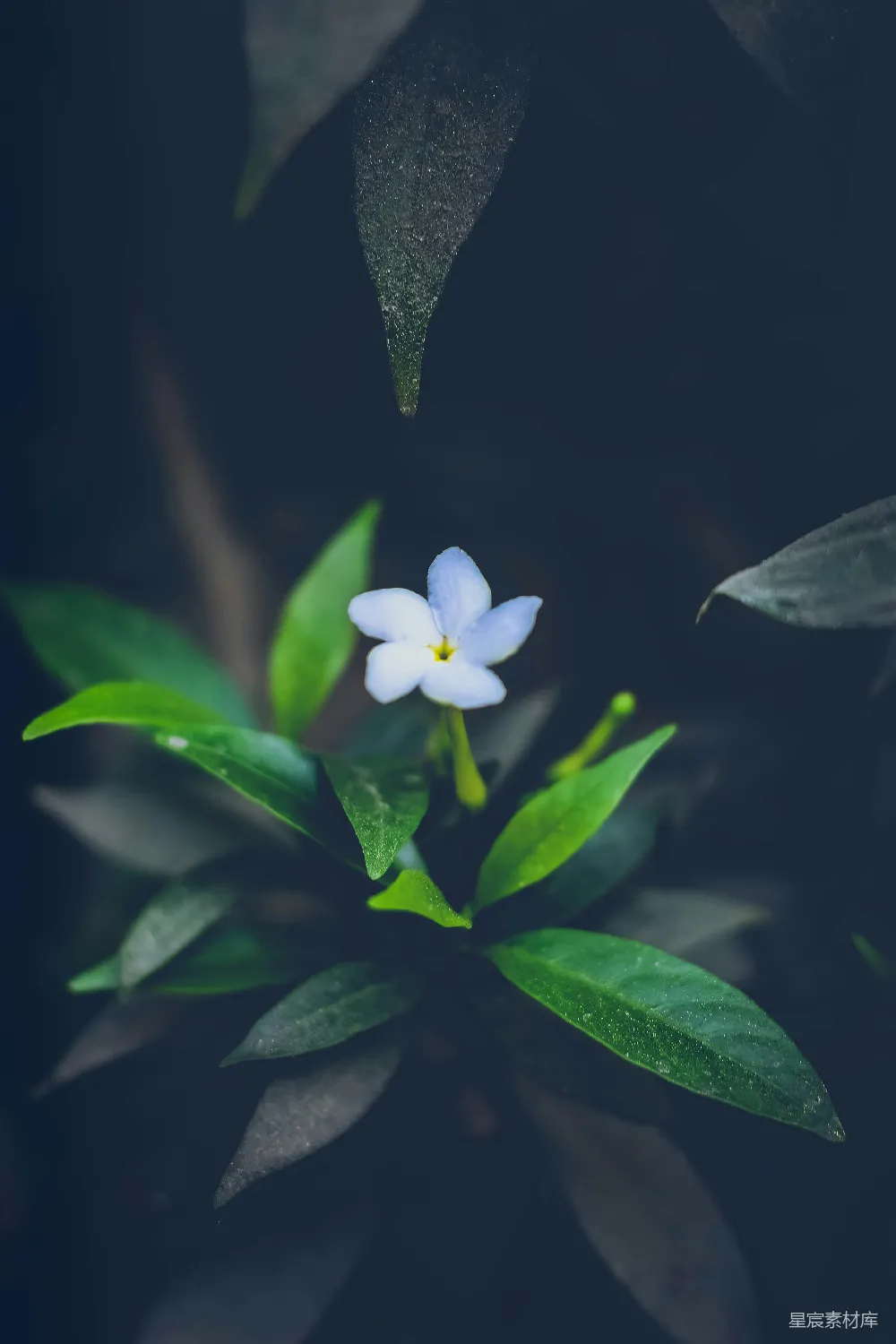 高清摄影 花朵 自然 清新 宁静 花卉 静谧的蓝色花朵