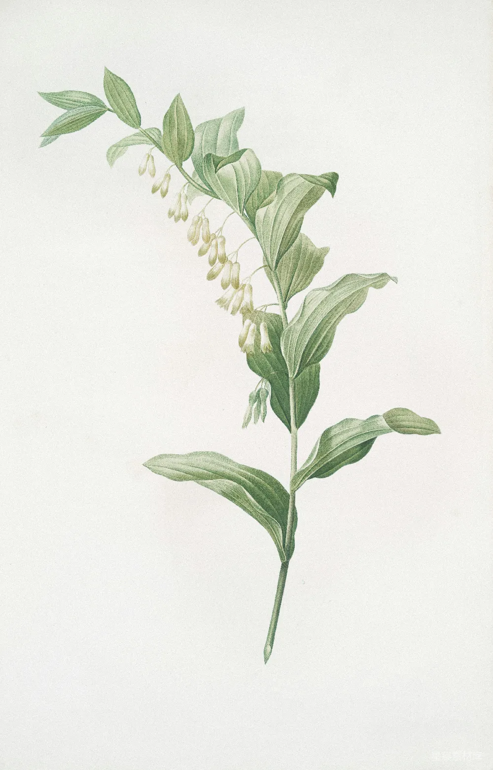 高清摄影 植物插画 玉竹 自然 复古 装饰 植物插画：玉竹
