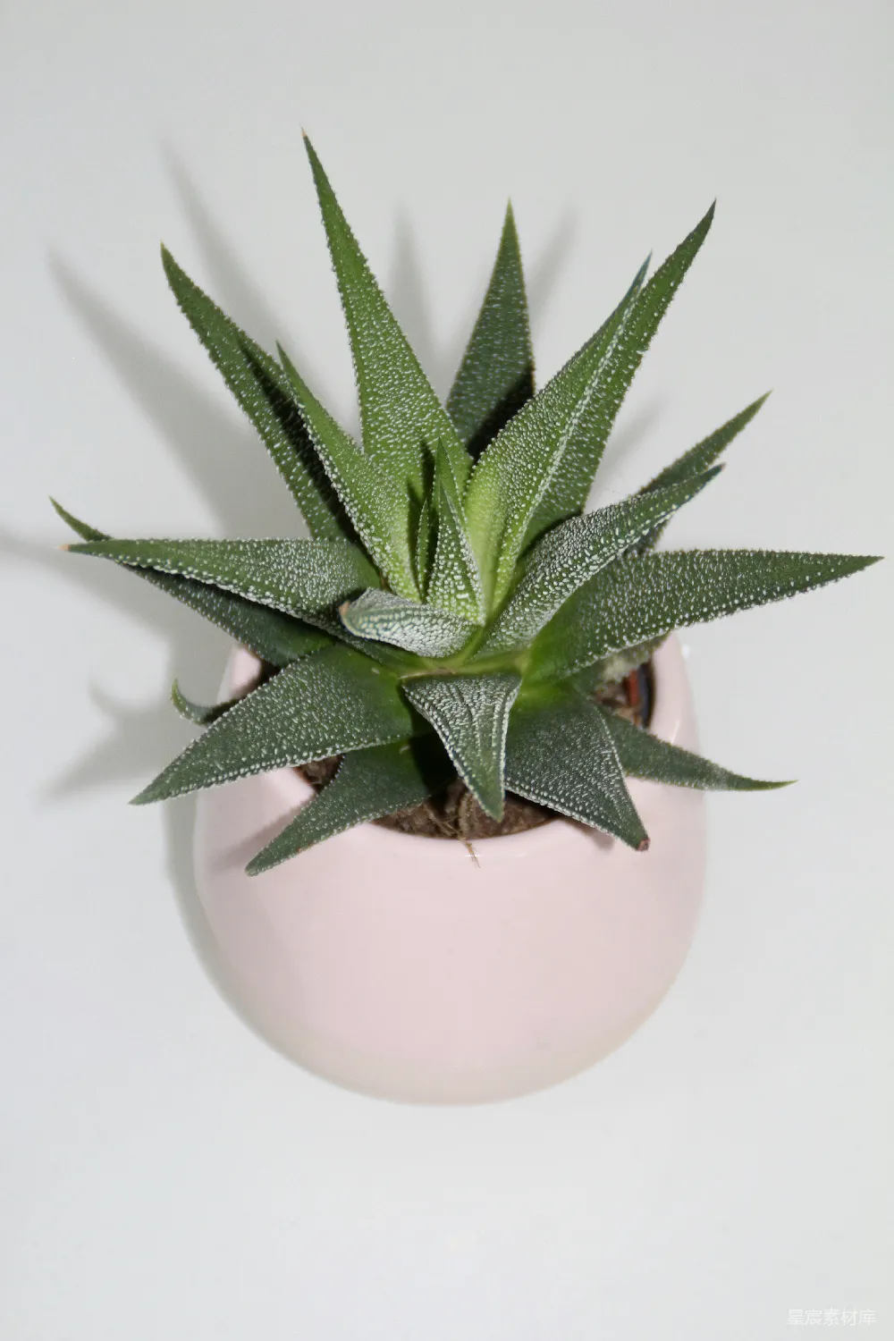 高清摄影 多肉植物 粉色花盆 室内装饰 自然风 清新 多肉植物与粉色花盆