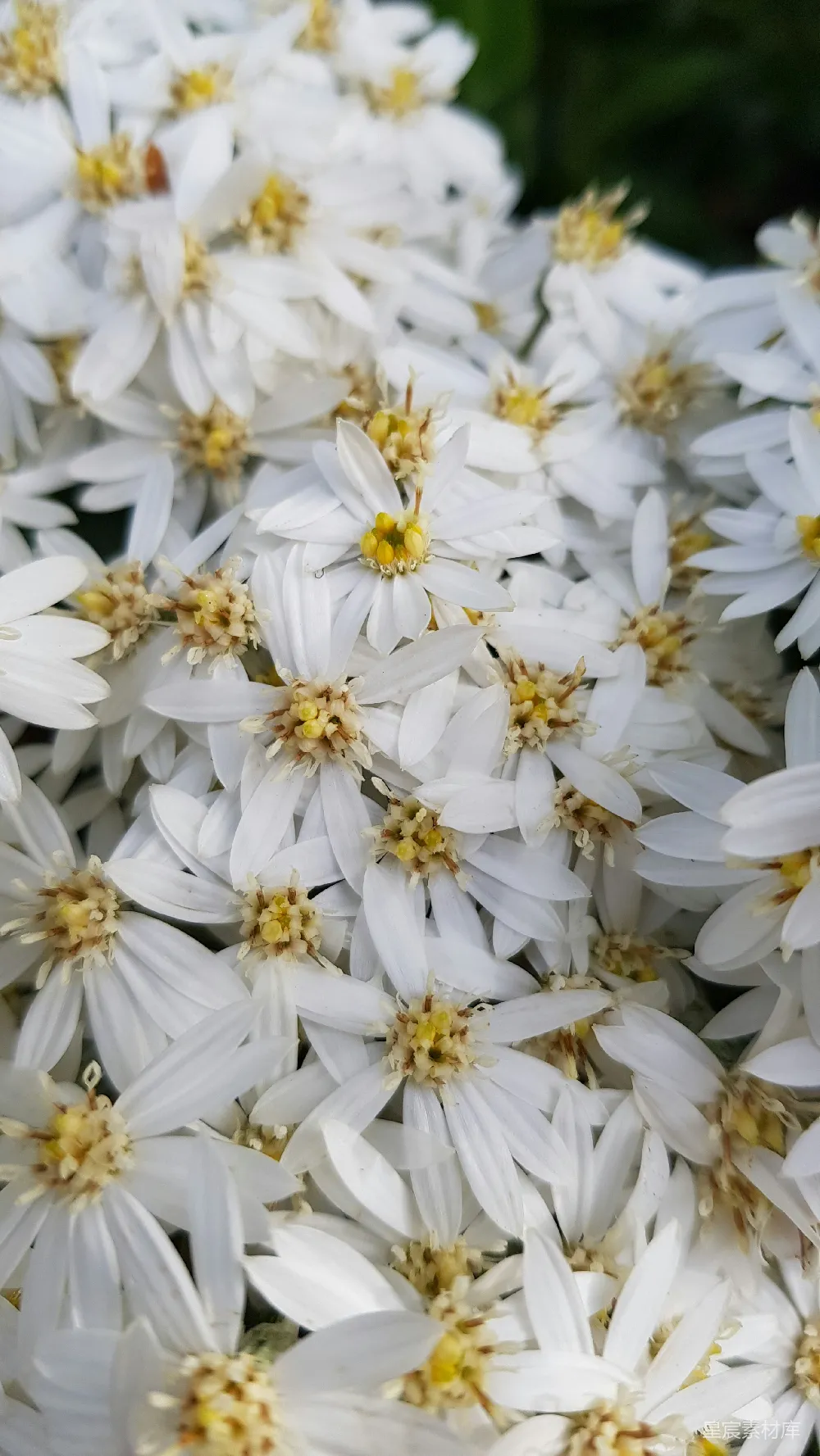 高清摄影 花朵 自然 清新 背景 摄影 白花丛中的宁静