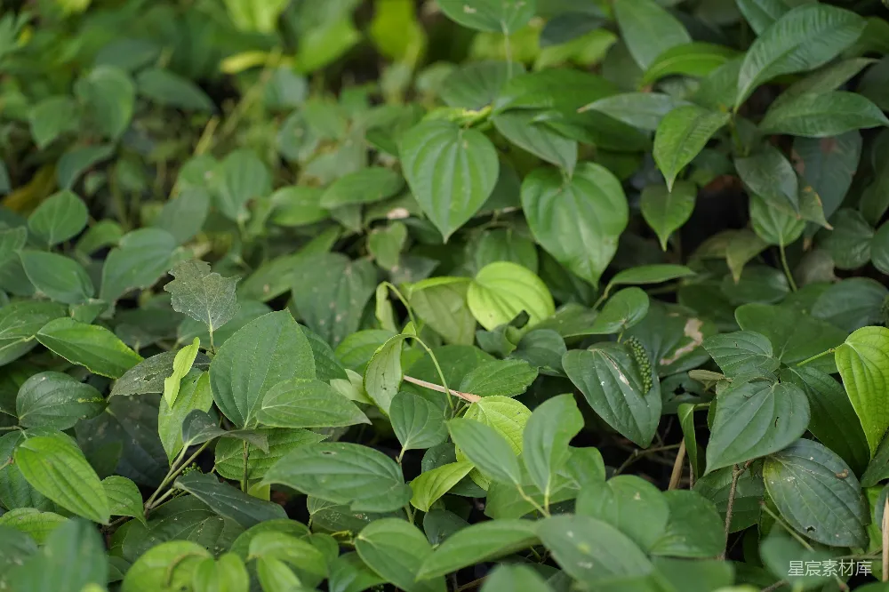 高清摄影 胡椒 植物 自然 绿色 户外 繁茂的胡椒植物