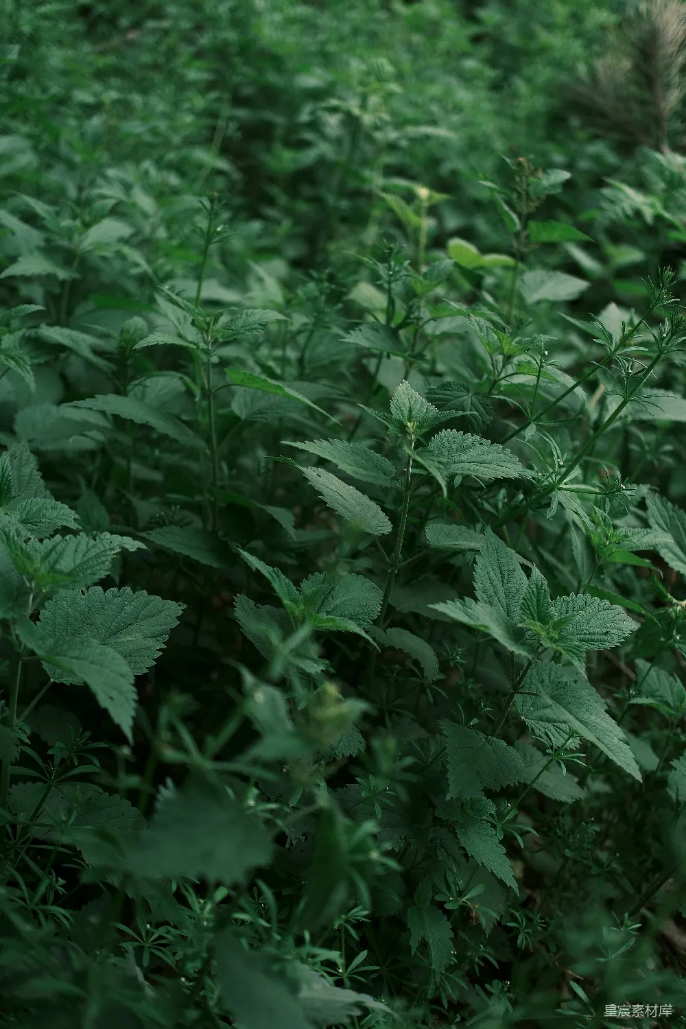 高清摄影 自然 植物 绿色 户外 宁静 绿意盎然的植物